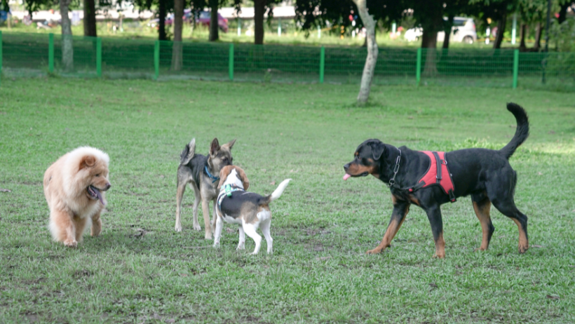 Better Dog Socialization