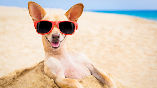 Dog at the Beach