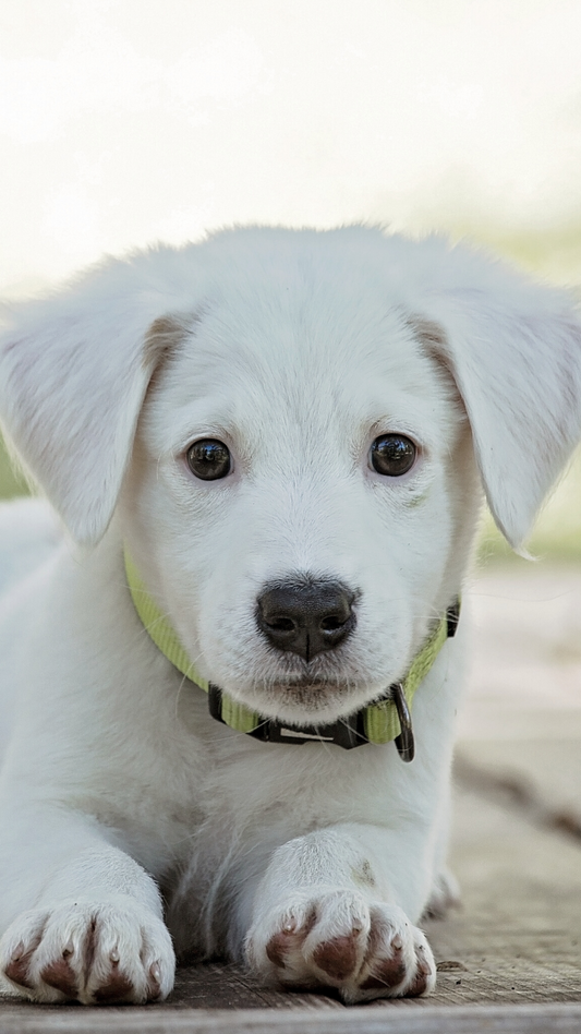 Welcoming Your New Puppy Home: A Guide to the First Days of Blissful Companionship