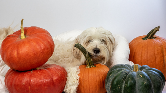 Pumpkin Power! Safe & Delicious Pumpkin Treats for Your Pup 🎃🐾