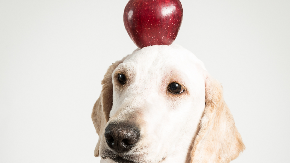 🍎 Apple-tastic Treats for Your Pup: Delicious Recipes for Fall 🍏🐾