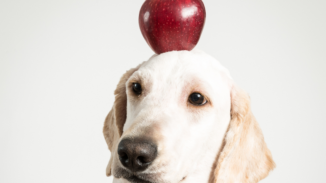 🍎 Apple-tastic Treats 🍏🐾