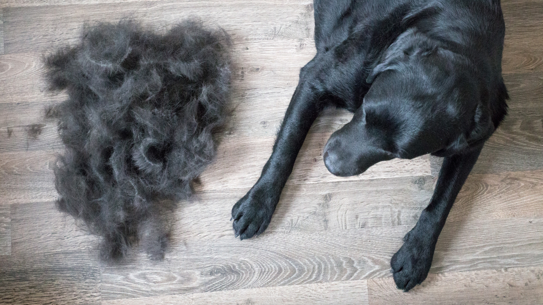 Everything You Need to Know About Dog Shedding