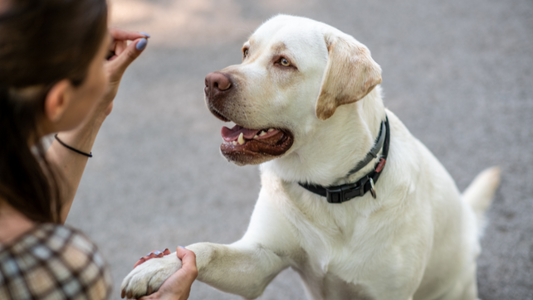 Mastering Positive Reinforcement: A Guide to Early-Stage Dog Training