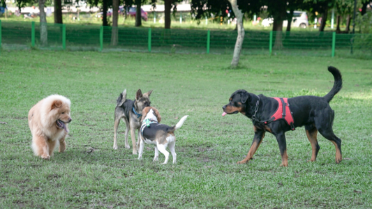 Mastering Canine Connections: Tips and Tricks for Better Dog Socialization