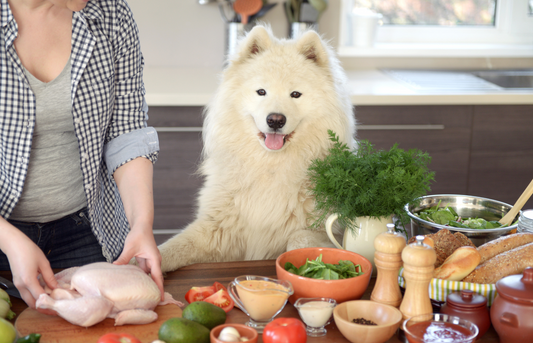 Five refreshing treats for our dog