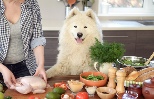 Five refreshing treats for dogs