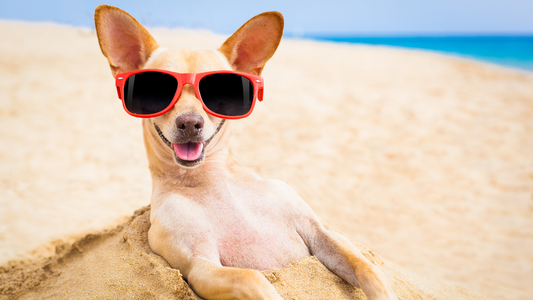 Dog at the Beach: How and What to Protect Them From.