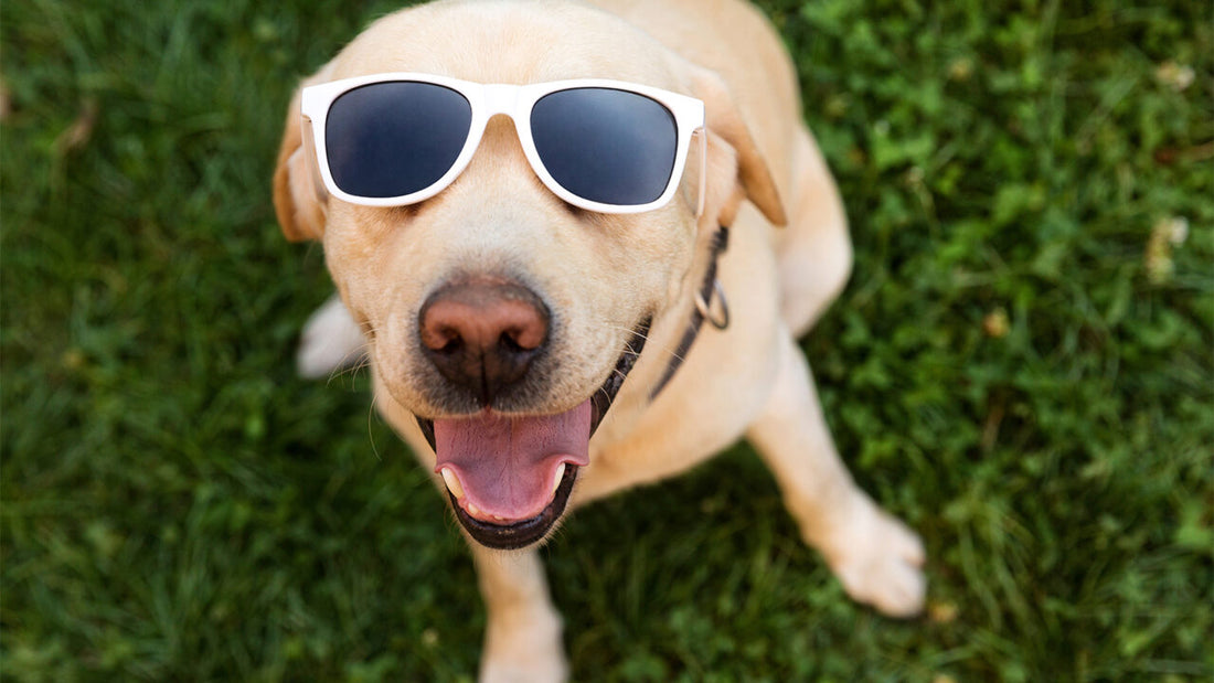 Essential Tips to Keep Your Dog Cool and Safe in Hot Weather