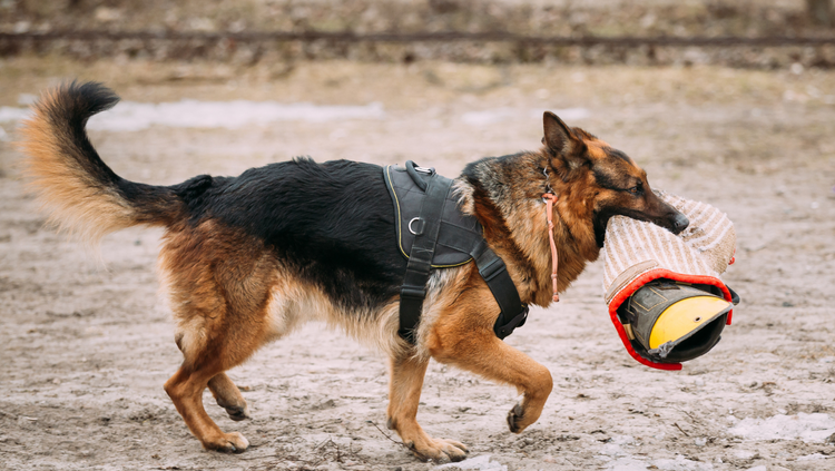 Premium Dog Training & Walk Gear