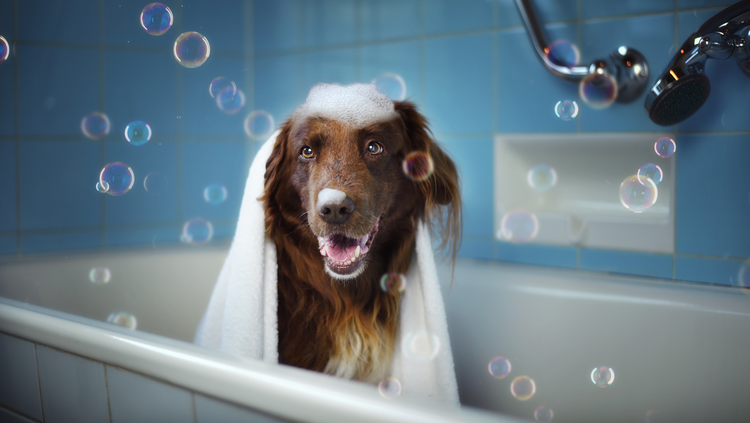 Complete Dog Care & Grooming Essentials