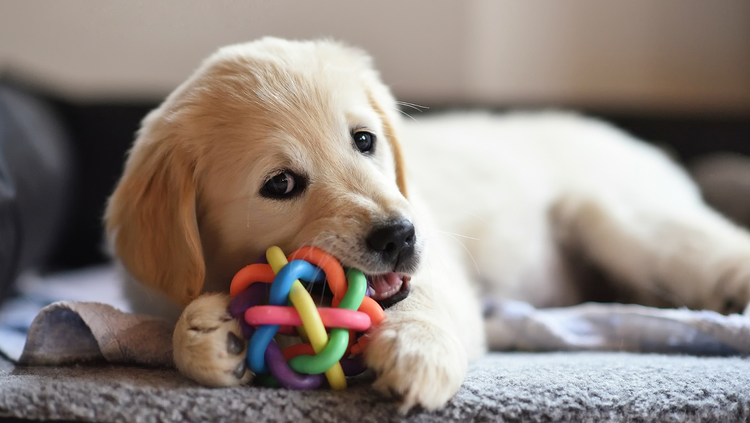 Fun & Durable Toys for Happy Dogs