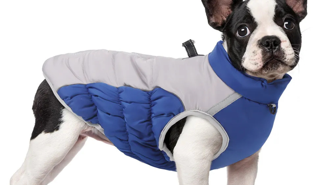 Σκύλος που φοράει μπλε αδιάβροχο μπουφάν σκύλου για χειμερινή προστασία