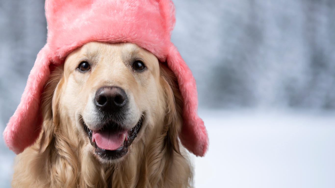 Cozy Winter Essentials for Your Pup