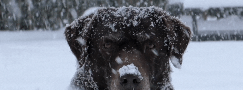 Σκύλος με χιόνι στο τρίχωμα κοιτάζει την κάμερα, μέσα σε χιονισμένο τοπίο.